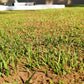 Kikuyu Guru Lawn Leveller