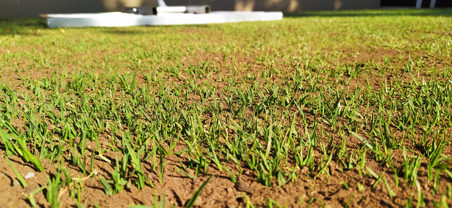 Kikuyu Guru Lawn Leveller